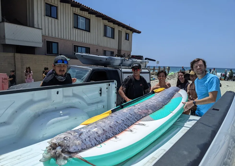 Oarfish