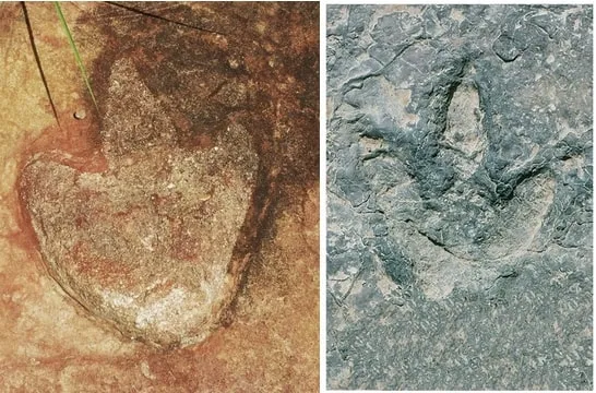 Ancient Echoes: Dinosaur Footprints Link Brazil to Cameroon in Groundbreaking Discovery