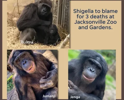 Tragic Outbreak at Jacksonville Zoo: Three Apes Perish from Shigella Infection