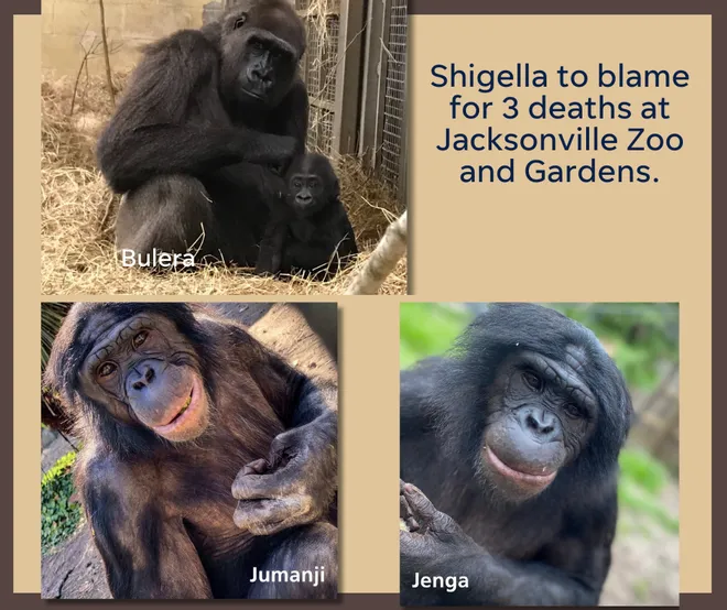 Tragic Outbreak at Jacksonville Zoo: Three Apes Perish from Shigella Infection