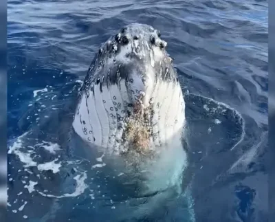 Mesmerizing Encounter: Humpback Whale Playfully Circles Tourist Boat in Australia