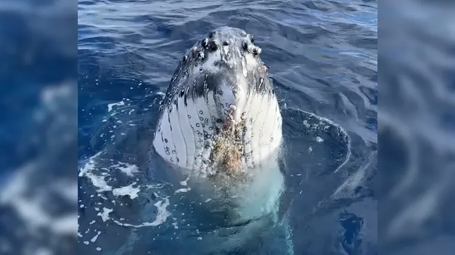 Mesmerizing Encounter: Humpback Whale Playfully Circles Tourist Boat in Australia