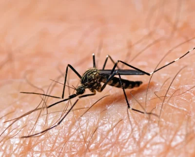 Protect Yourself from Mosquito-Borne Diseases: Effective Strategies to Stay Safe