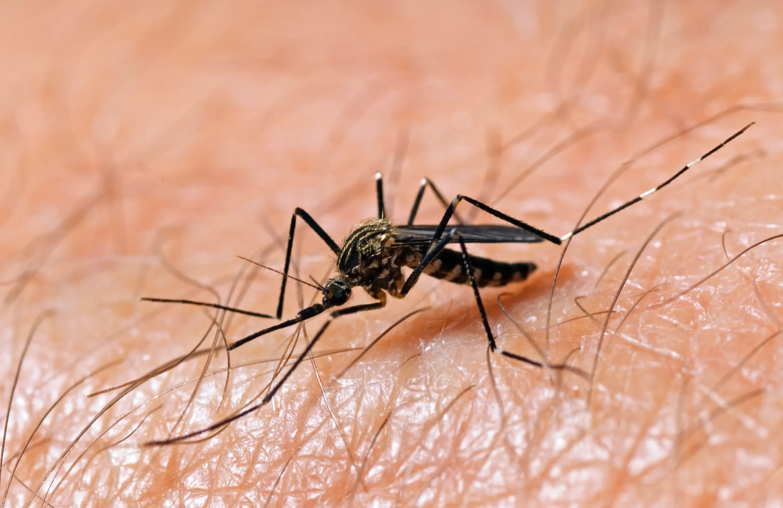 Protect Yourself from Mosquito-Borne Diseases: Effective Strategies to Stay Safe