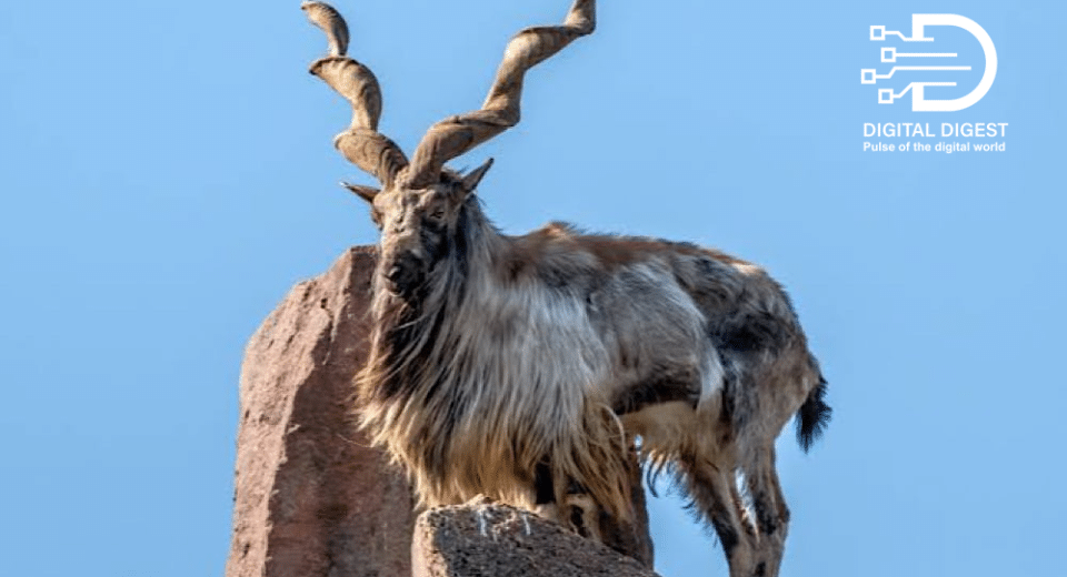 Markhor-hunt.