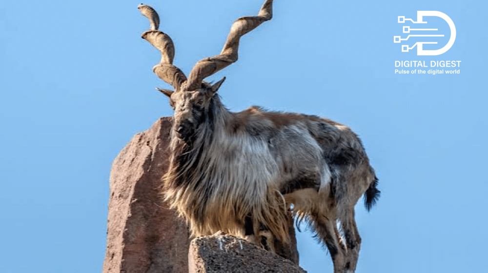 Markhor-hunt.